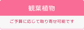 観葉植物 ご予算に応じて取り寄せ可能です