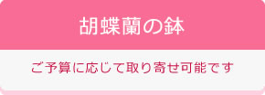 胡蝶蘭の鉢 ご予算に応じて取り寄せ可能です
